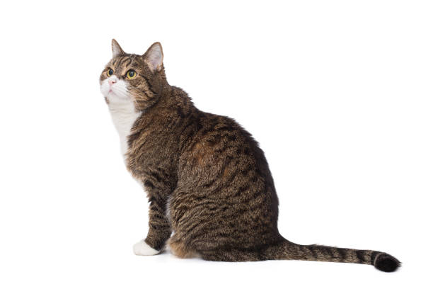 istock Beautiful grey cat with a white breast sits 1922838875