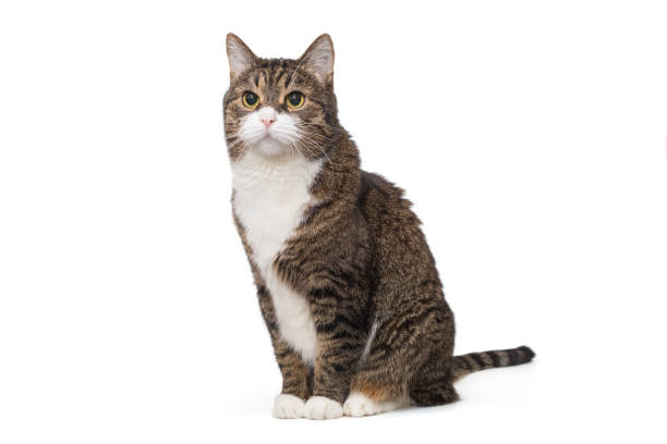 istock Beautiful grey cat with a white chest 1922838878