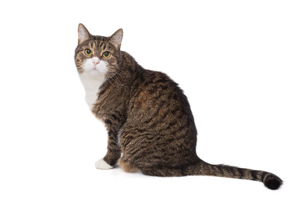 istock Beautiful grey cat with a white breast 1922838881