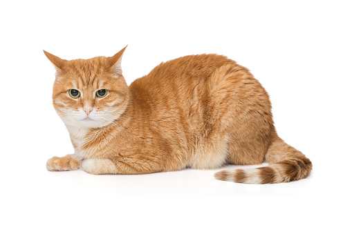 Beautiful red cat sits sideways and looks into the camera, isolated on a white background