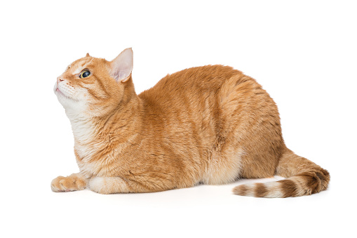 Red cat sits sideways and looks up, isolated on a white background