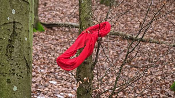istock Red Scarf Caught in Tree Branches Lost by Assault Victim in Forest 1922843347