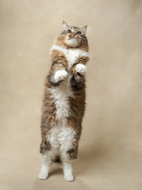 istock An energetic tabby cat stands tall, reaching upwards with focused intent. 1922846261