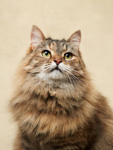istock An attentive long-haired tabby cat against a neutral backdrop 1922846264