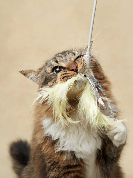 istock An inquisitive tabby cat intently plays with a fluffy toy, paws raised mid-action 1922846783
