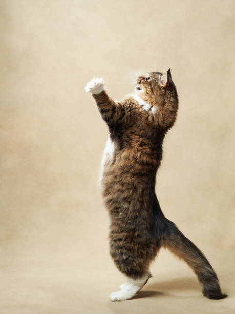istock An energetic tabby cat stands tall, reaching upwards with focused intent. 1922846792