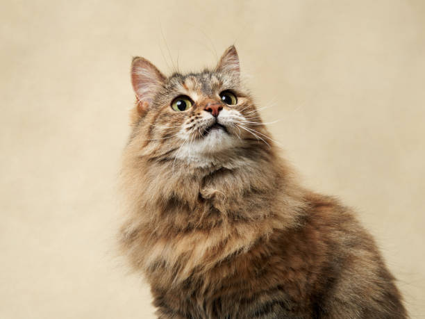 istock An attentive long-haired tabby cat against a neutral backdrop 1922846793