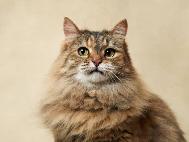 istock An attentive long-haired tabby cat against a neutral backdrop 1922846800