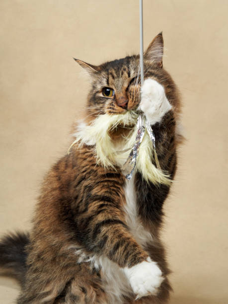 istock An inquisitive tabby cat intently plays with a fluffy toy, paws raised mid-action 1922846803