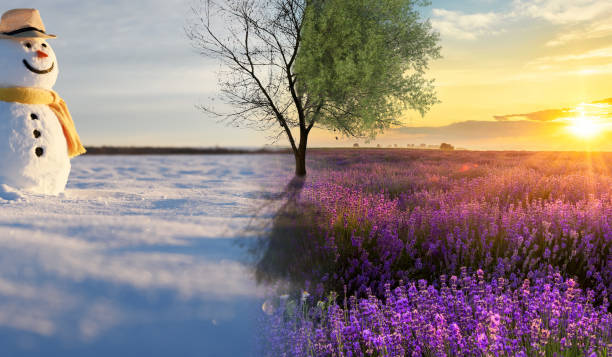 istock Climate change from winter to summer time over the year. Nature weather visual with a single tree on a hill. Cold snow has a transition to a warm meadow. Icy branches have a transition to juicy leaves 1922854081