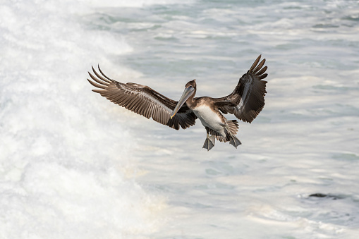 California Brown Pelican, La Jolla, California, flying