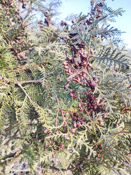 istock branch of coniferous plants, thuja 1922856721