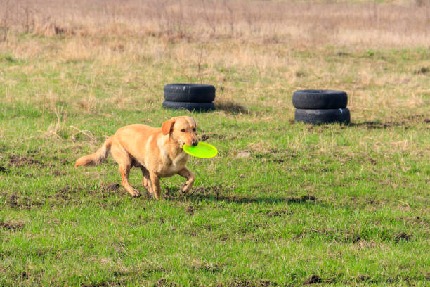 istock Cute Labrador retriever dog playing with flying disc on a meadow 1922860434