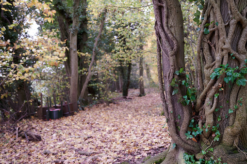 Tree trunk with vine creeper in forest with autumn leaves on ground and blurred background