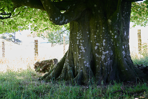 Large tree trunk in shade with lichen on trunk and sunny field in background