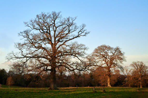 istock three trees in winter in park in winter under low sun at golden hour 1922864086
