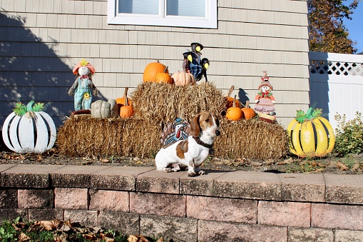 A miniature dachshund posing in front of a cute Autumn display.