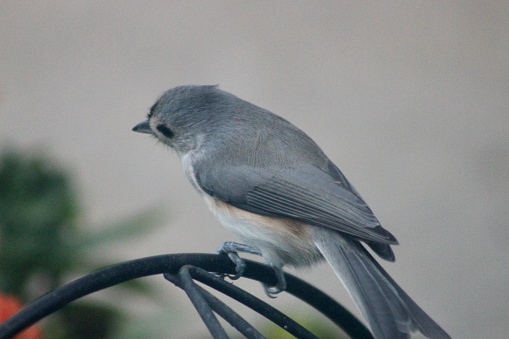 A tufted titmouse perched on a wire.