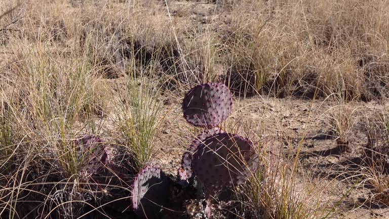 Cacti in the Arizona desert. Purple prickly pear, black spine prickly pear (Opuntia macrocentra)