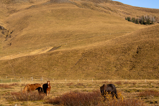 Golden grass along rural dirt road in western USA ranch land
