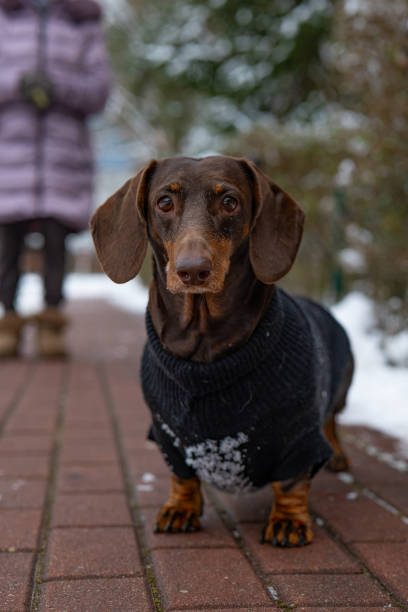istock Portrait of a dachshund 1922877721