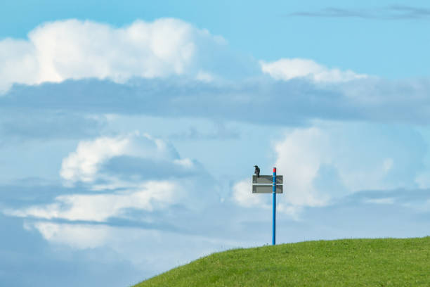 golf ball and tee on green grass