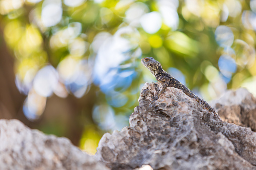 A large wild lizard on a rock.