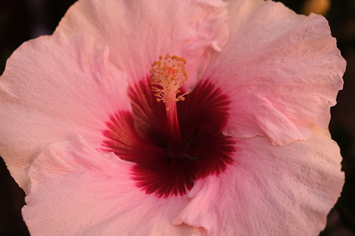 Various colorful hibiscus blooming against the green background of the leaves of the bush.  Some one can see the blue sky background.  Close up of the bright yellows, pink, and white flowers displaying the beauty of this tropical flower.