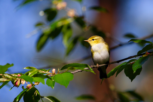 spring bird, willow warbler among green leaves, wild nature