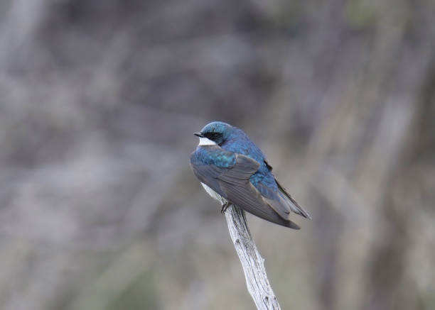 istock Tree Swallow (tachycineta bicolor) perched at the end of a small stick 1922898173