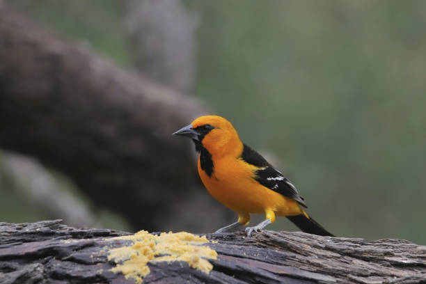 istock Altamira Oriole (icterus gularis) eating peanutbutter from a huge tree branch 1922898703
