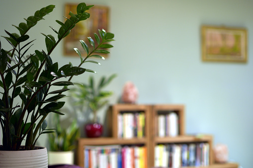 Interior with ZZ plant in side foreground and blurred background of bookshelf and wall