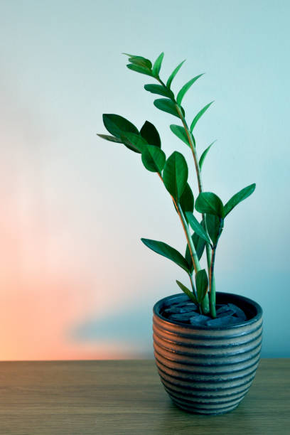 istock ZZ plant in brown pot 1922902937