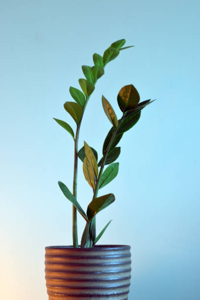 istock ZZ plant in brown pot 1922902957