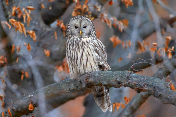 istock Ural owl in natural habitat (strix uralensis) 1922928032