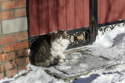 Wild fluffy cats on white snow