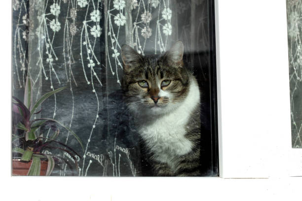 istock Wild fluffy cats on white snow 1922938483