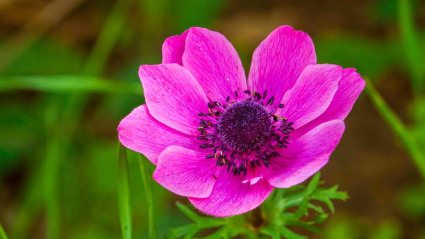 Windflowers Anemone is a genus of flowering plants in the buttercup family Ranunculaceae Windflowers Anemone is a genus of flowering plants in the buttercup family Ranunculaceae anemoneae stock pictures, royalty-free photos & images