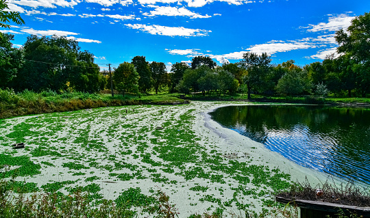 The water surface of a dirty lake is covered with floating plants Pontederia crassipes (Eichhornia crassipes), duckweed (Wolffia arrhiza) and (Lemna turionifera)