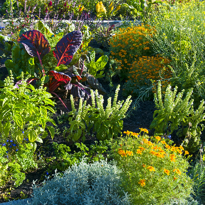 Modern flower bed with a mix of flowers and green vegetables.