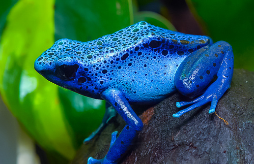 The blue poison dart frog or blue poison arrow frog (Dendrobates tinctorius, Dendrobates azureus)