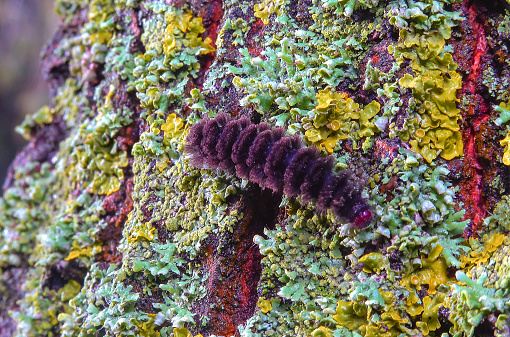 Butterfly caterpillar crawls over lichens, The nine-spotted moth or yellow belted burnet (Amata phegea, Syntomis phegea)