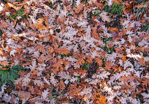 Brown leaves fallen on the ground in autumn