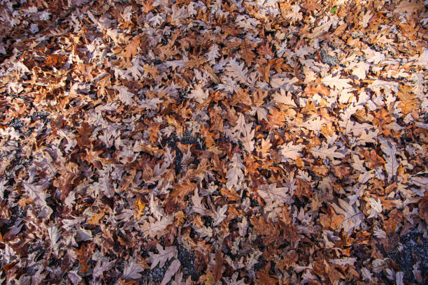 Leaves material texture