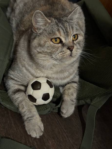 istock Cute cat with toy soccer ball. 1922967460