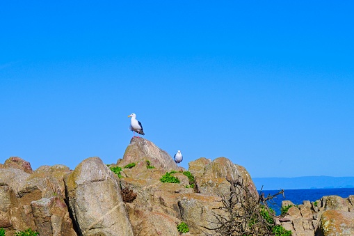 Sea Bird sending on a rock