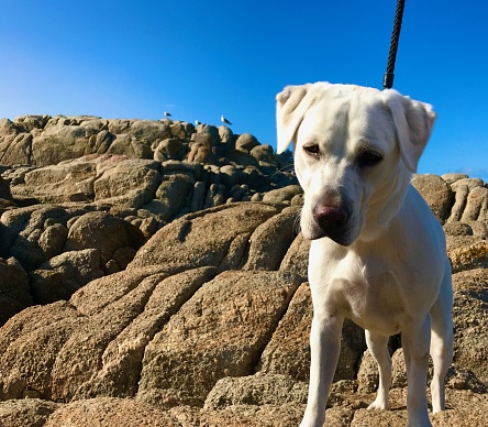 A Labrador Retriever puppy at Monterey Bay, California