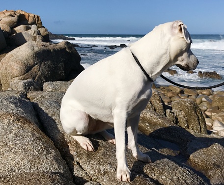 A Labrador Retriever puppy at Monterey Bay, California