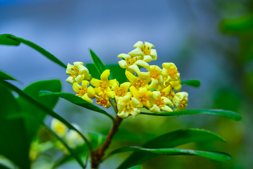 Pittosporum tobira, white-yellow flowers on a background of green leaves