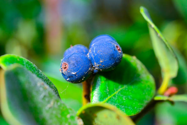Rhaphiolepis indica - plant with blue fruits in the collection of a botanical garden Rhaphiolepis indica - plant with blue fruits in the collection of a botanical garden, Ukraine indian hawthorn stock pictures, royalty-free photos & images
